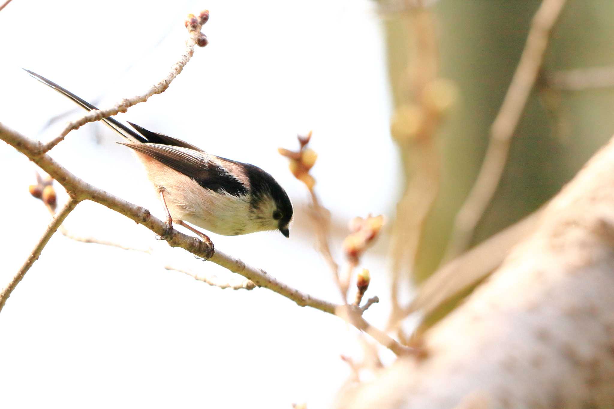 Long-tailed Tit