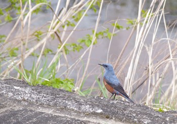 Blue Rock Thrush 大栗川 Sat, 4/11/2020