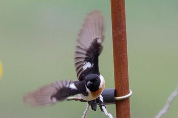 Amur Stonechat Unknown Spots Mon, 6/8/2015