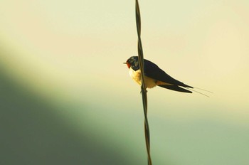 Barn Swallow 陣馬山 Sun, 4/5/2020