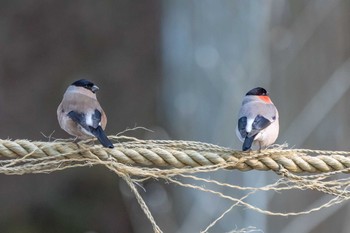 Eurasian Bullfinch 玉置神社 Thu, 3/12/2020