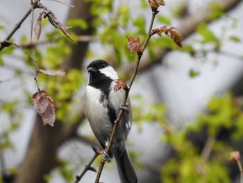 Mon, 4/13/2020 Birding report at 高野川、京都