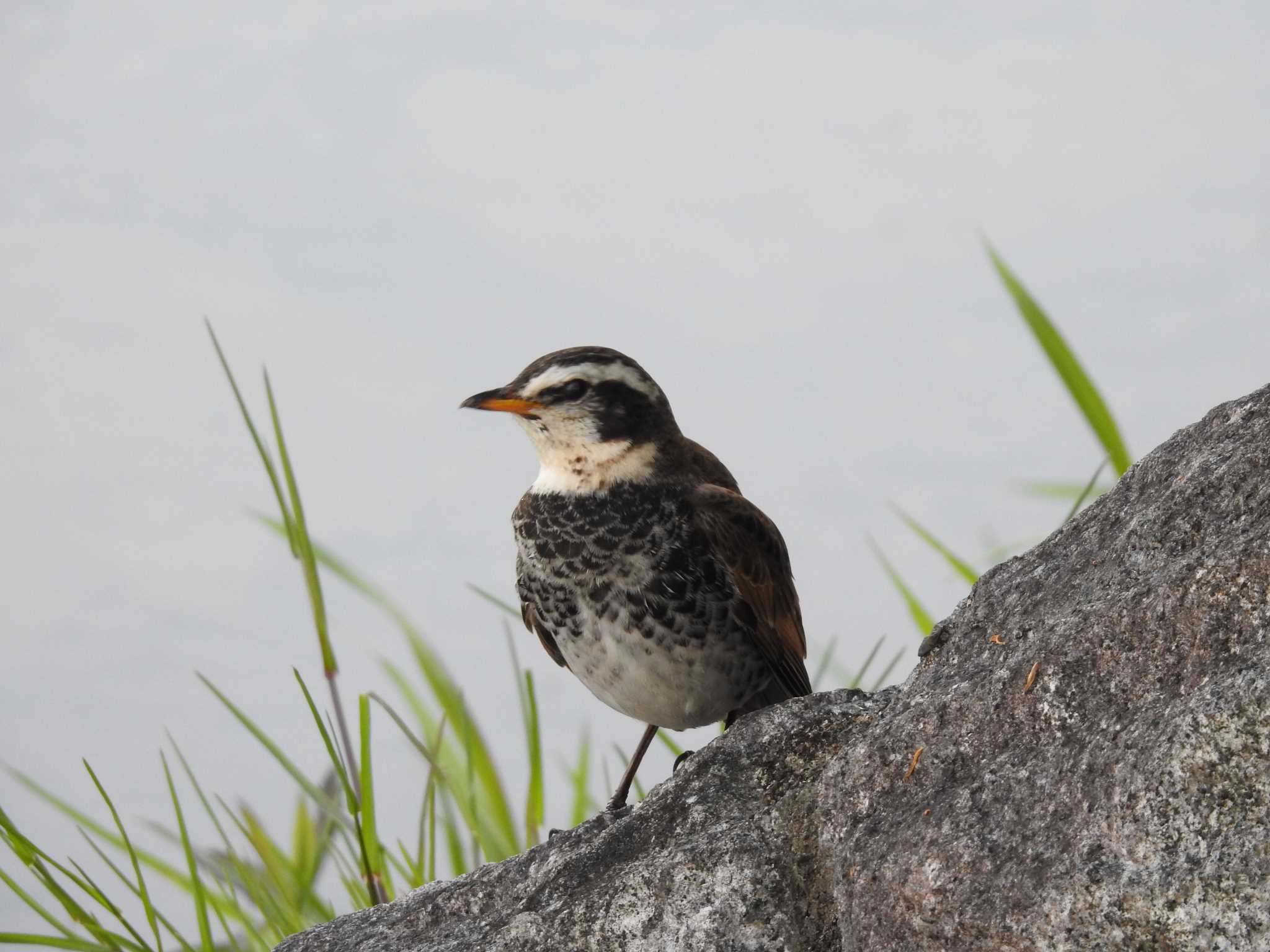 Dusky Thrush