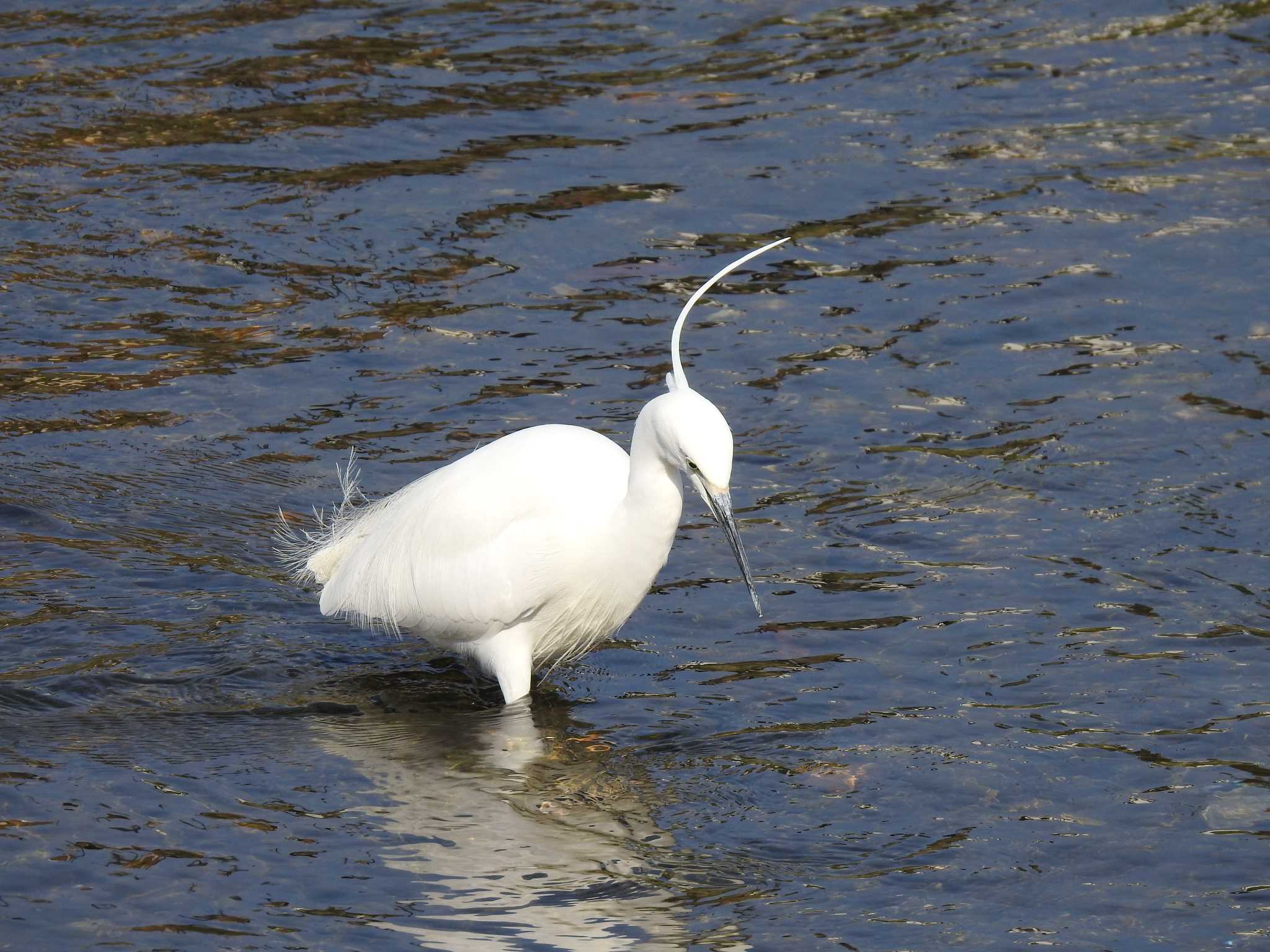 Little Egret