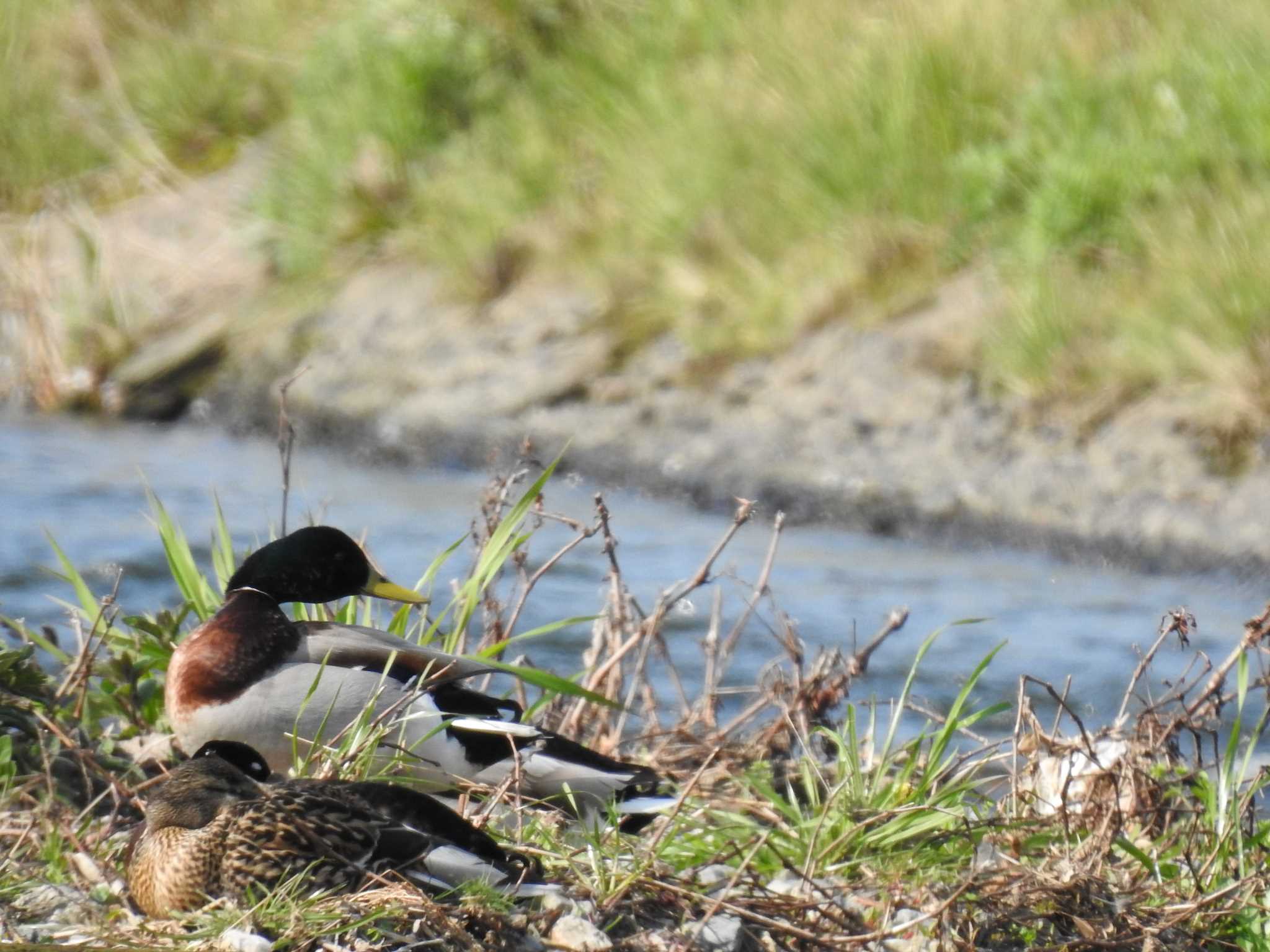 Mallard