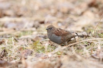 Japanese Accentor Lake Okutama Sun, 3/27/2016