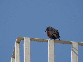 2020年4月15日(水) 高野川、京都の野鳥観察記録