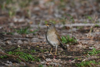 2020年4月15日(水) 砧公園の野鳥観察記録