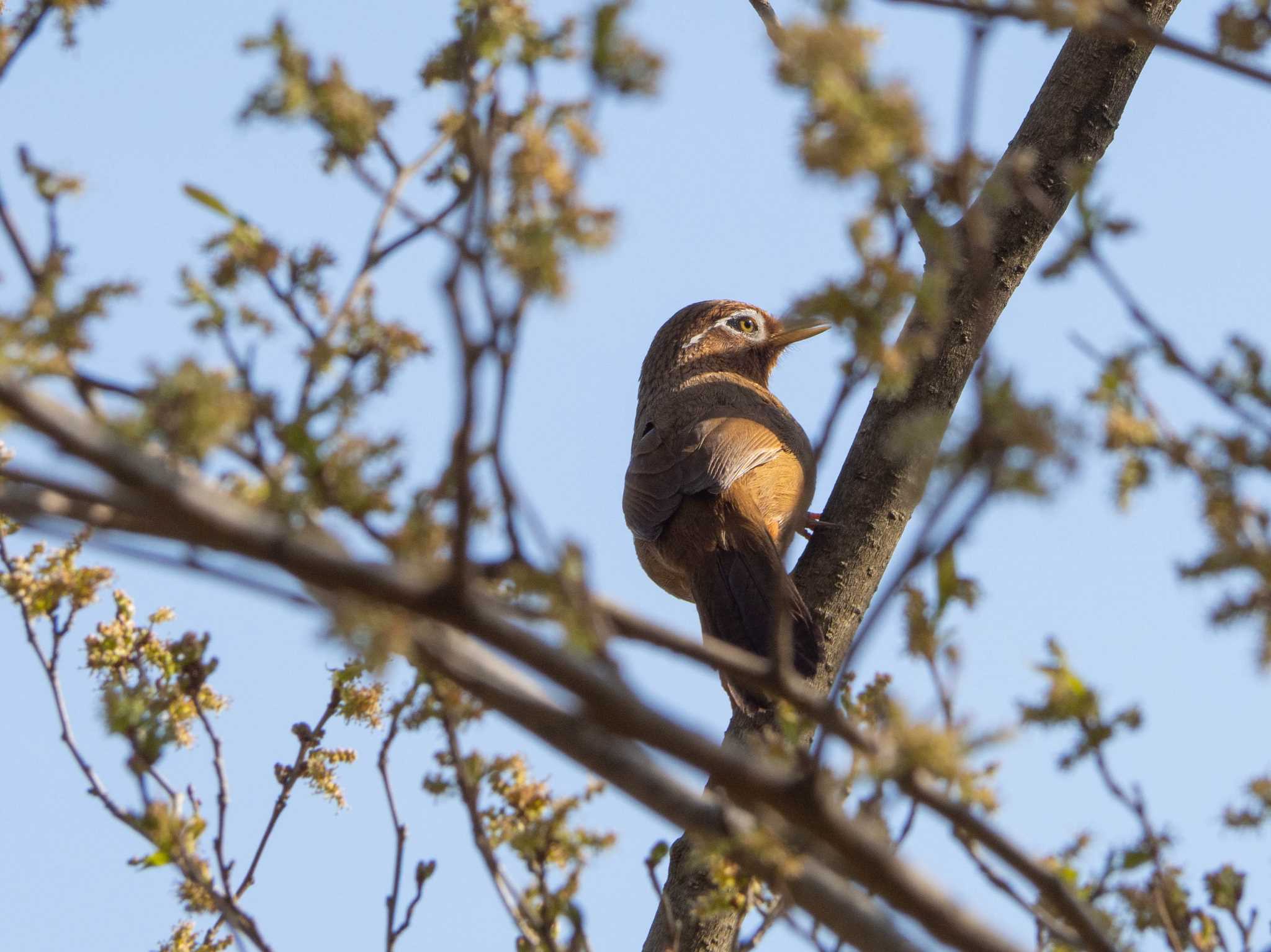 Photo of Chinese Hwamei at Maioka Park by Tosh@Bird