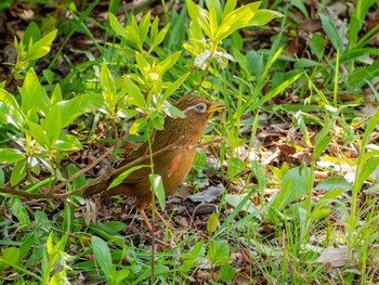 ガビチョウ 舞岡公園 2020年4月15日(水)