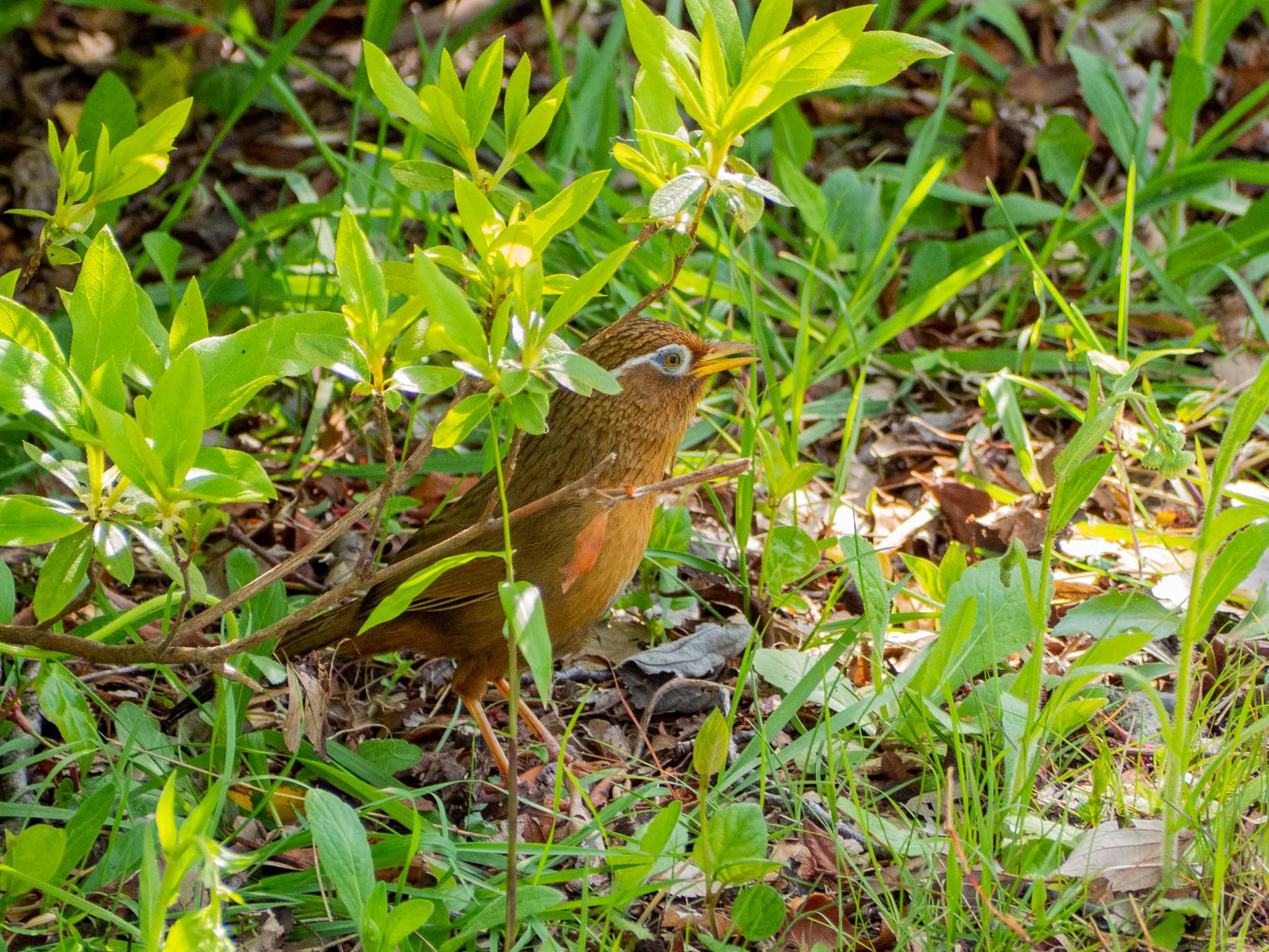 Photo of Chinese Hwamei at Maioka Park by Tosh@Bird