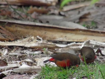 Mountain Firetail Mt. Hagen Sun, 4/25/2010