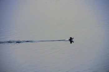 Harlequin Duck Abashiri Port Tue, 2/19/2019