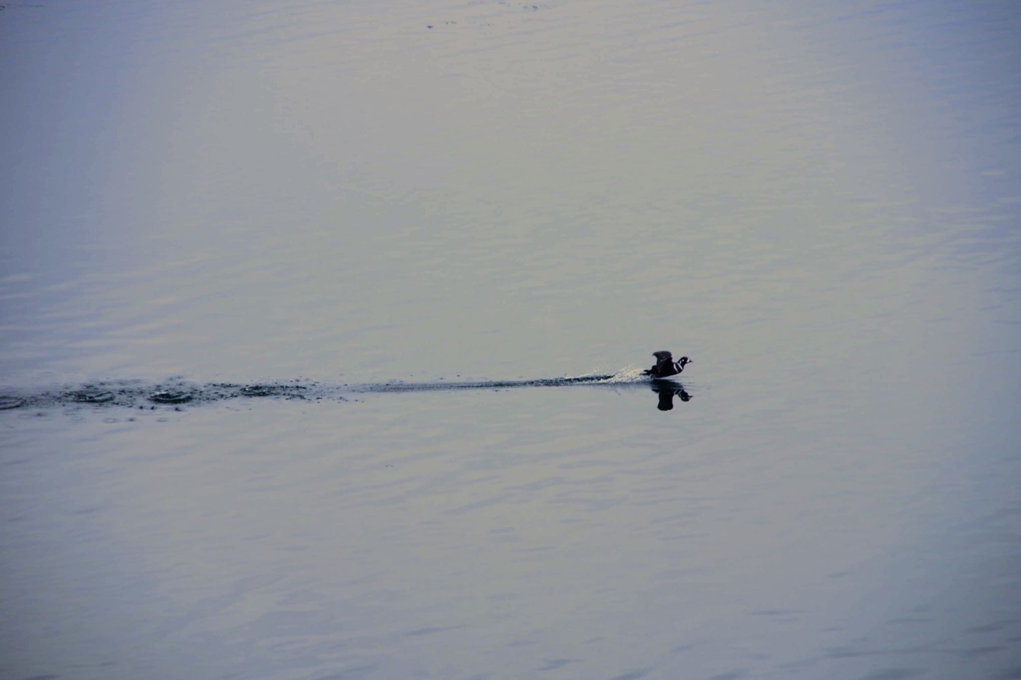 Photo of Harlequin Duck at Abashiri Port by モズもず