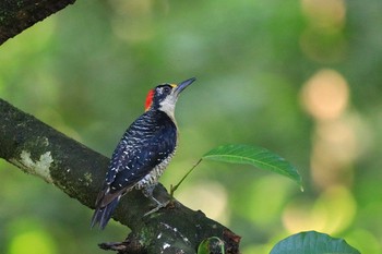 Black-cheeked Woodpecker