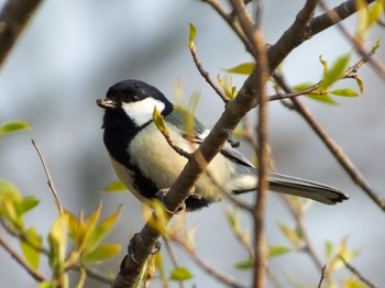 シジュウカラ 野草園 2020年4月15日(水)