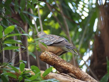 Oriental Turtle Dove さいたま市 Wed, 4/15/2020