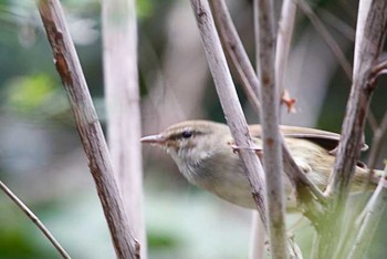 Japanese Bush Warbler Yatoyama Park Sat, 4/2/2016