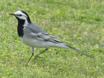 White Wagtail(ocularis) Yoron Island Wed, 4/15/2020