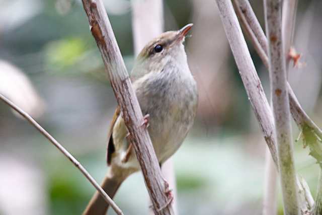 Photo of Japanese Bush Warbler at Yatoyama Park by natoto