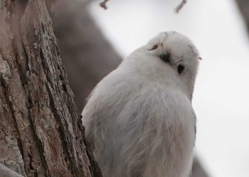 Long-tailed tit(japonicus) Makomanai Park Tue, 3/10/2020