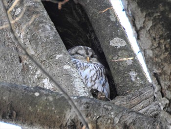 2020年2月11日(火) 野木神社(栃木県)の野鳥観察記録