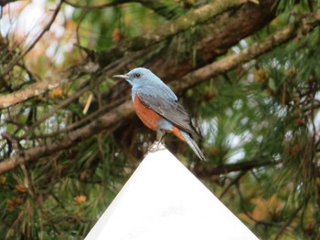 Blue Rock Thrush 天理教本部近郊 Wed, 4/15/2020