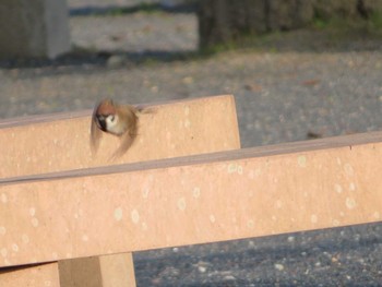 Eurasian Tree Sparrow 天理教本部近郊 Wed, 4/15/2020