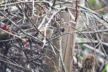 Japanese Bush Warbler Yatoyama Park Sat, 4/2/2016