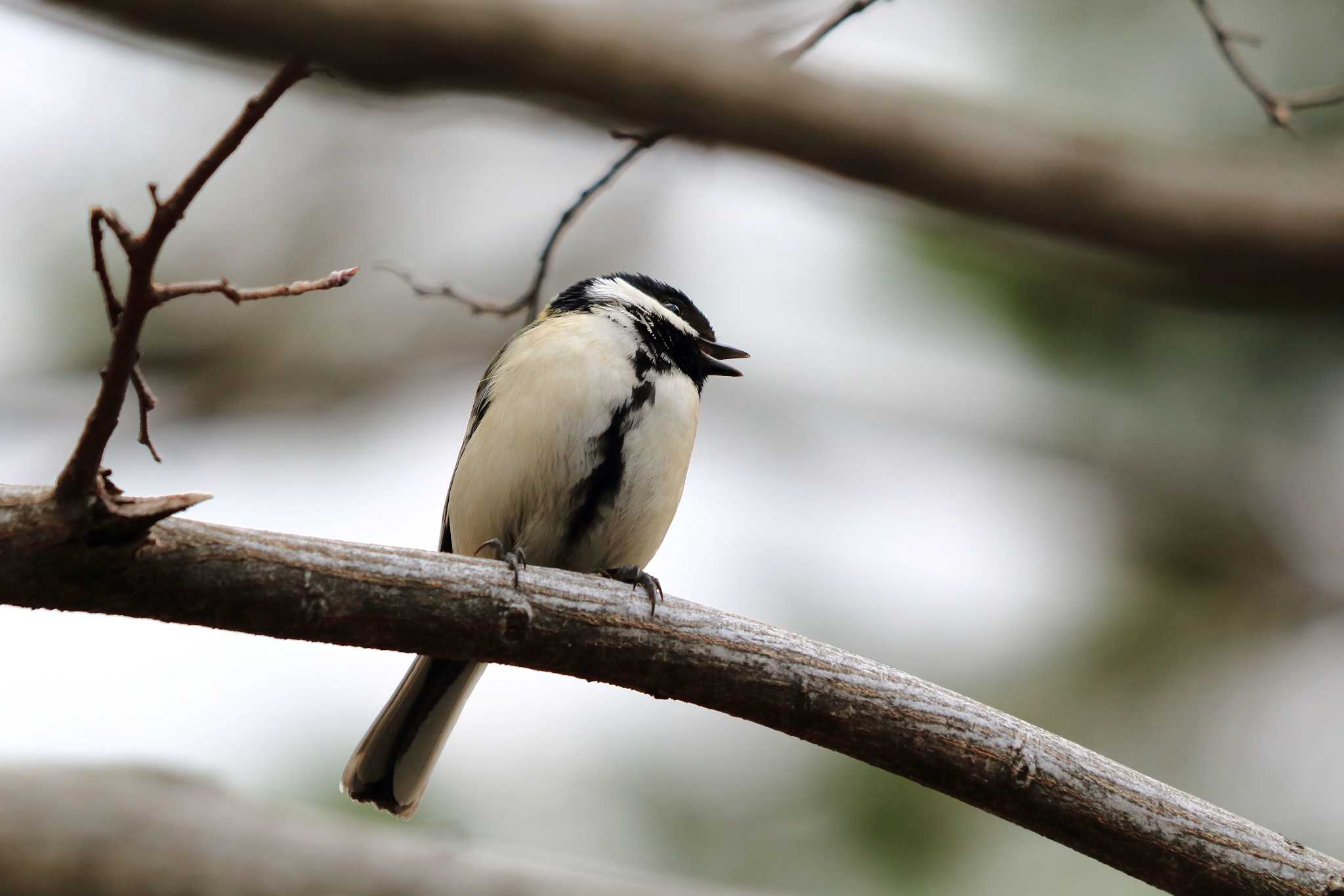 Japanese Tit