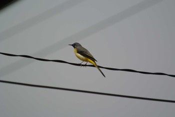 Grey Wagtail 西宮市山口町 Wed, 4/15/2020