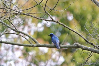 Blue-and-white Flycatcher Osaka Nanko Bird Sanctuary Wed, 4/15/2020