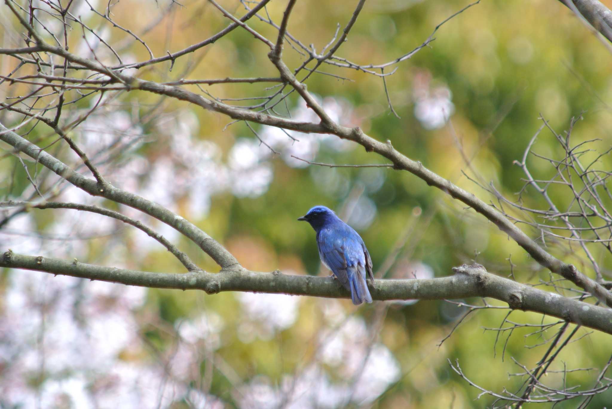 Photo of Blue-and-white Flycatcher at Osaka Nanko Bird Sanctuary by Daguchan