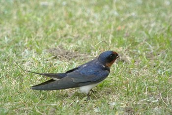 Barn Swallow 尼崎市 Wed, 4/15/2020