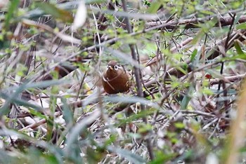 2016年4月2日(土) 座間谷戸山公園の野鳥観察記録