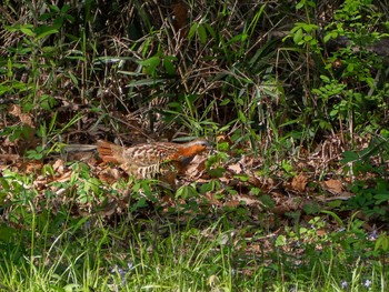 Chinese Bamboo Partridge Maioka Park Wed, 4/15/2020