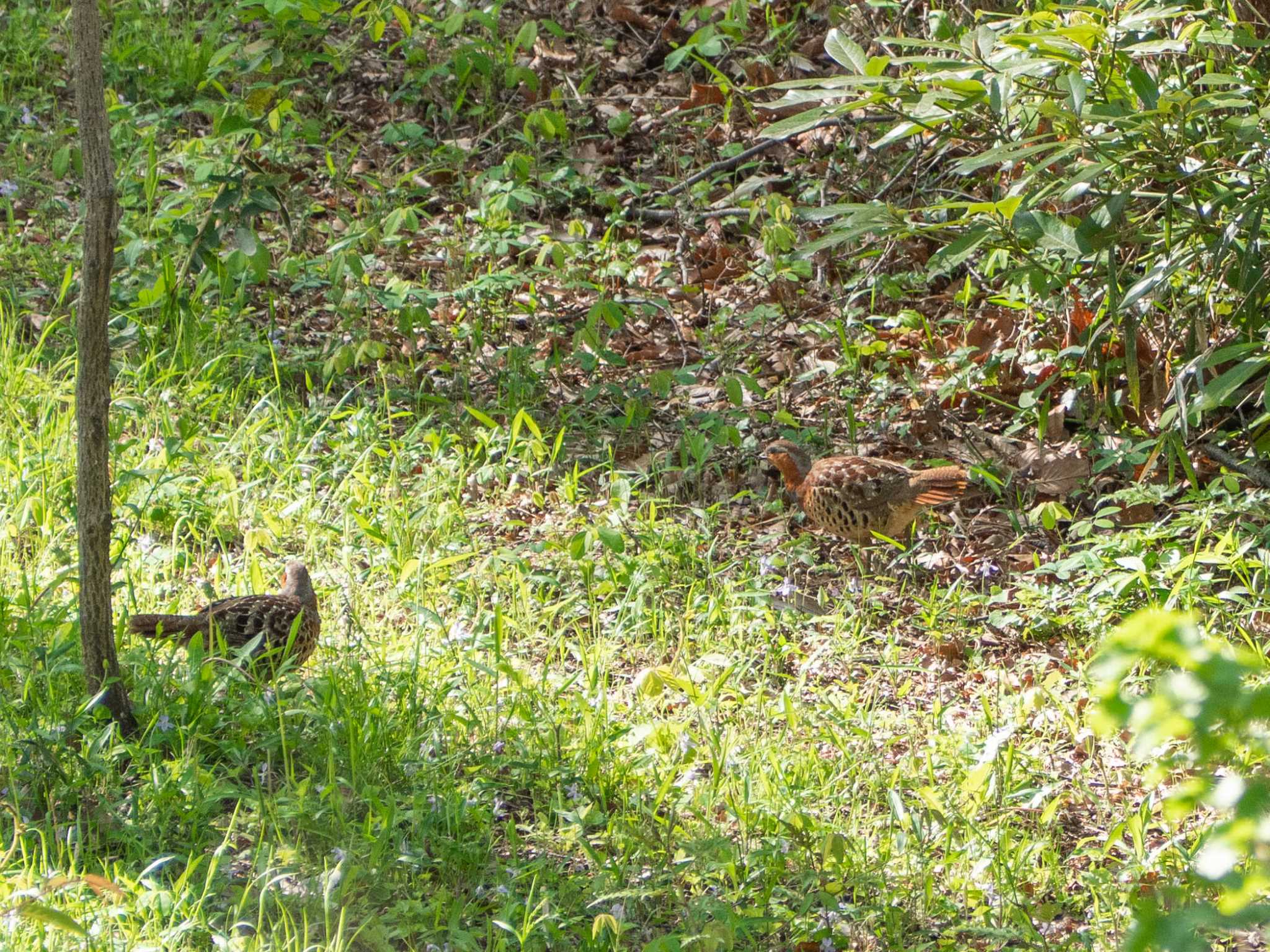 舞岡公園 コジュケイの写真 by Tosh@Bird