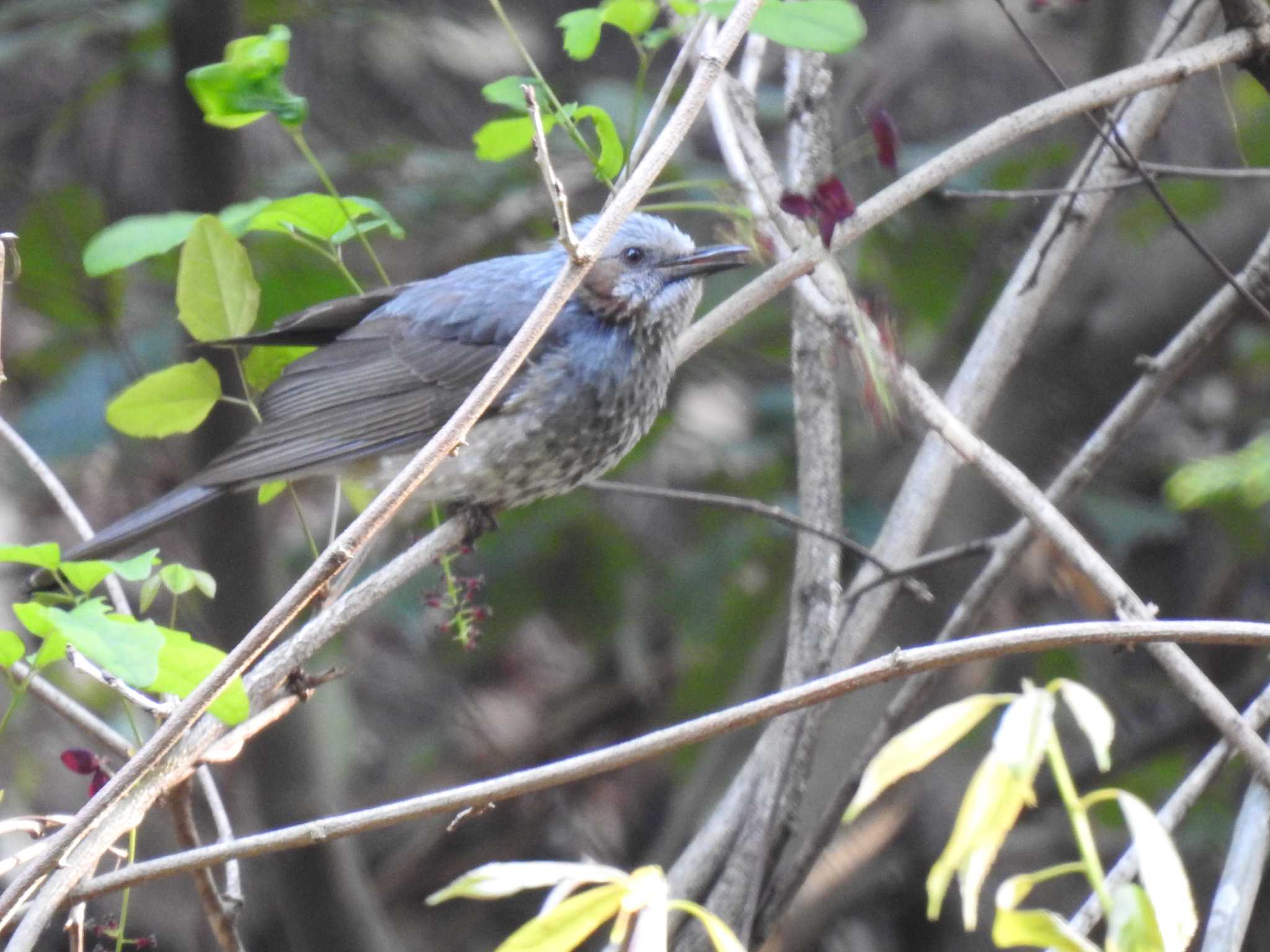 Brown-eared Bulbul