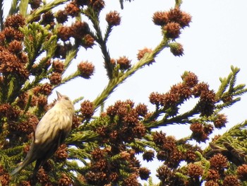 2020年4月16日(木) 梅谷川、京都の野鳥観察記録