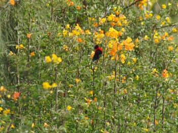 Red-collared Myzomela