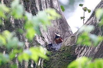 Varied Tit Yatoyama Park Sat, 4/2/2016