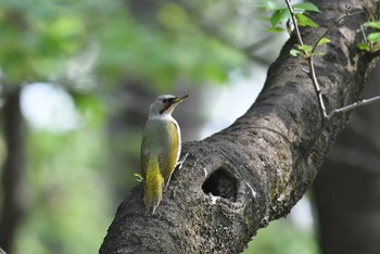 Thu, 4/16/2020 Birding report at Kinuta Park