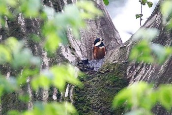 Varied Tit Yatoyama Park Sat, 4/2/2016