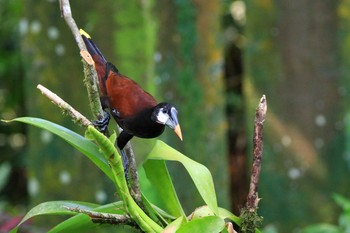 Montezuma Oropendola Selva Verde Lodge Wed, 9/25/2019