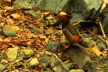 Mandarin Duck 陣馬山 Sun, 4/5/2020