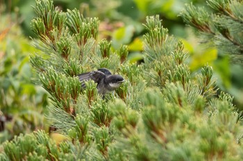 Asian House Martin Unknown Spots Wed, 8/19/2015