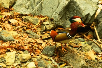 Mandarin Duck 陣馬山 Sun, 4/5/2020