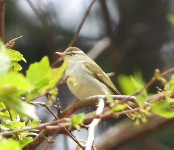 Eastern Crowned Warbler Unknown Spots Thu, 4/16/2020