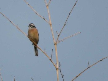 Meadow Bunting しきのみち　奈良　田原本近郊 Thu, 4/16/2020