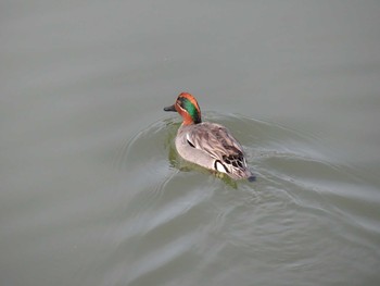 Eurasian Teal しきのみち　奈良　田原本近郊 Thu, 4/16/2020